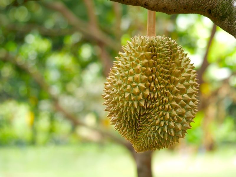 Sầu riêng Monthong, Musang King