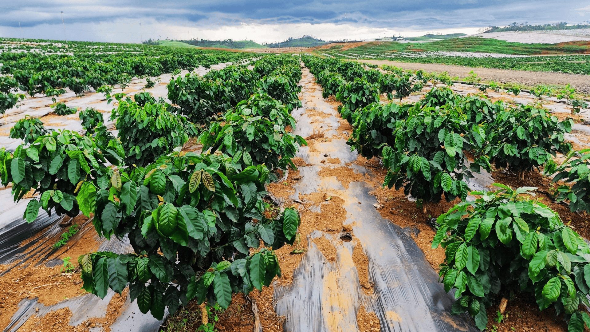 Cà phê Arabica – cao nguyên Bolaven